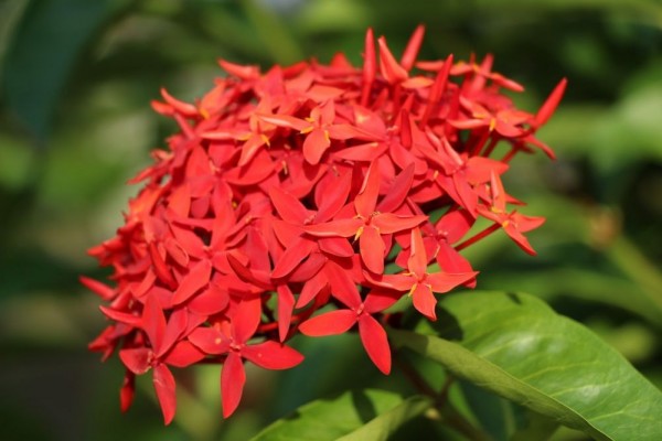 Detail Bunga Jarum Merah Nomer 30