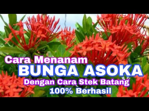 Detail Bunga Jarum Merah Nomer 43