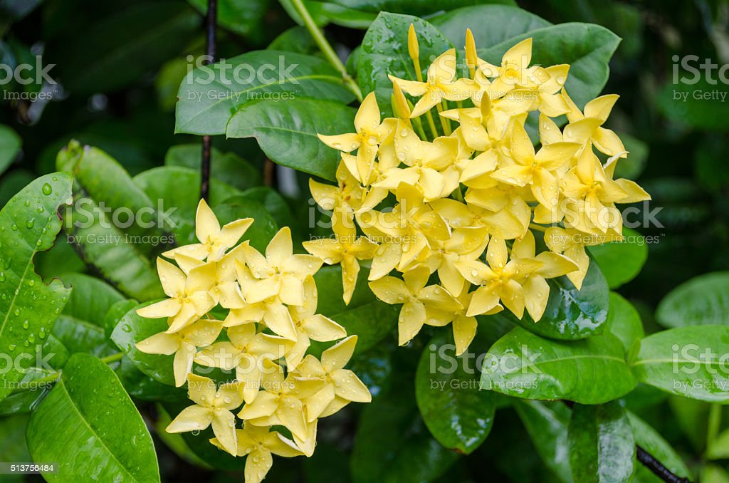 Detail Bunga Jasmine Kuning Nomer 14