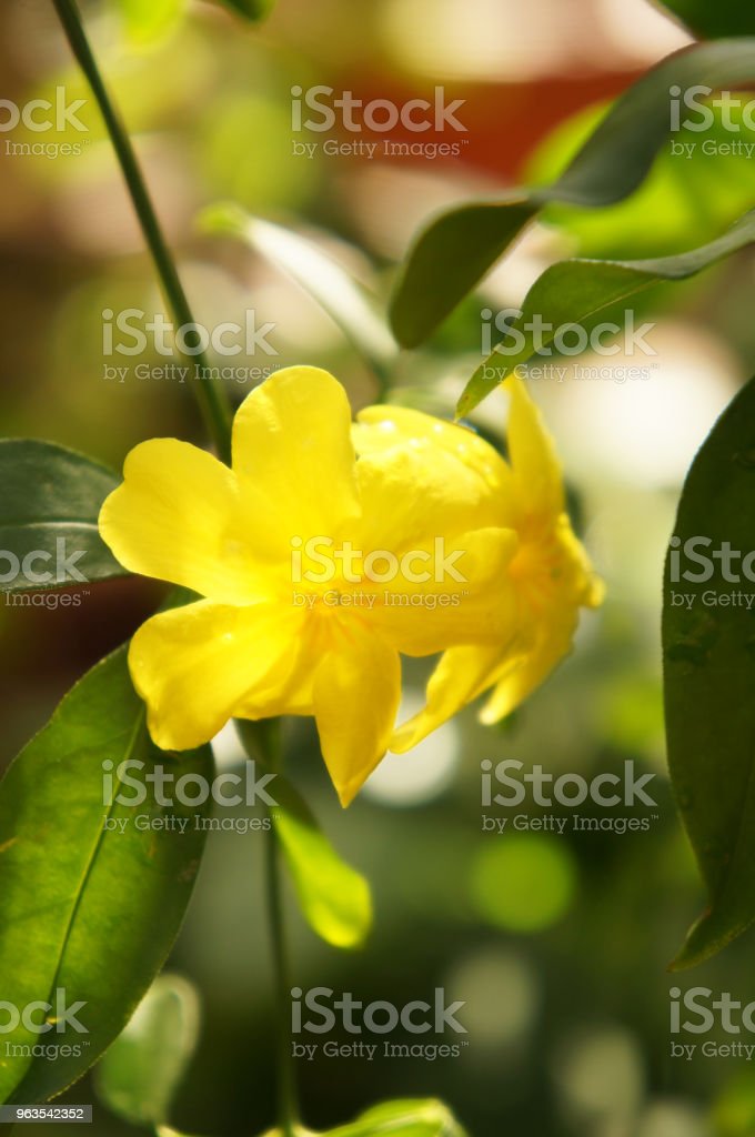 Detail Bunga Jasmine Kuning Nomer 15