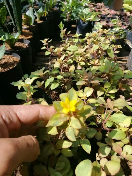 Detail Bunga Jasmine Kuning Nomer 19