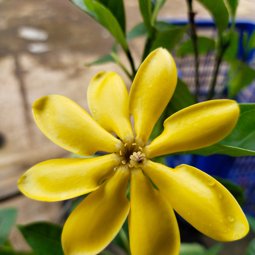 Detail Bunga Jasmine Kuning Nomer 25