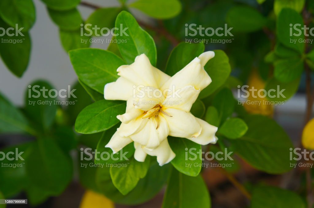 Detail Bunga Jasmine Kuning Nomer 29