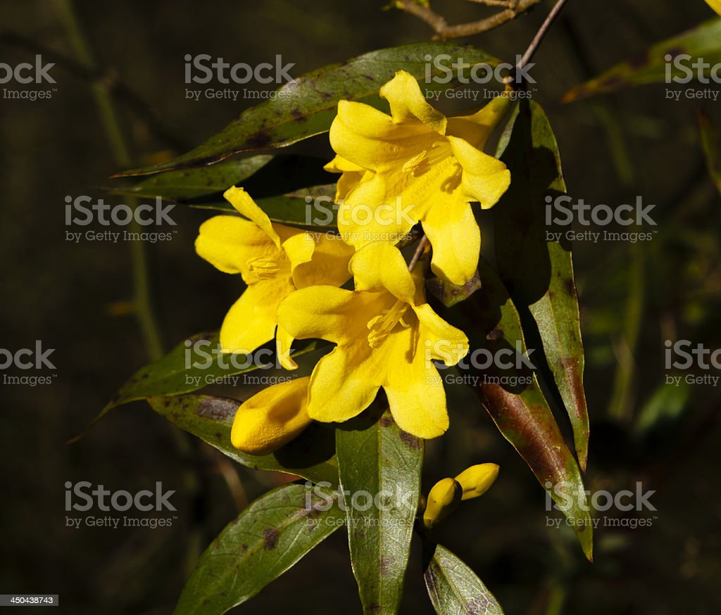 Detail Bunga Jasmine Kuning Nomer 31