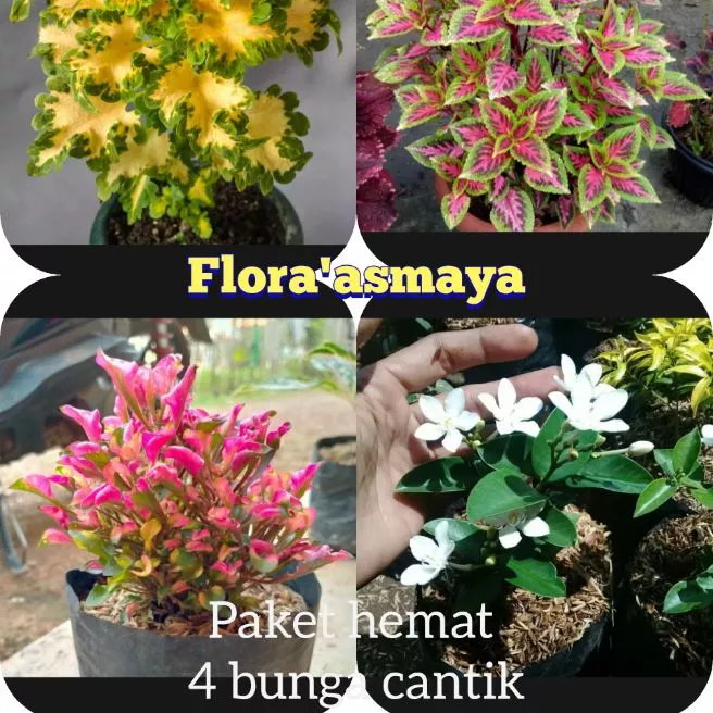 Detail Bunga Jasmine Kuning Nomer 34