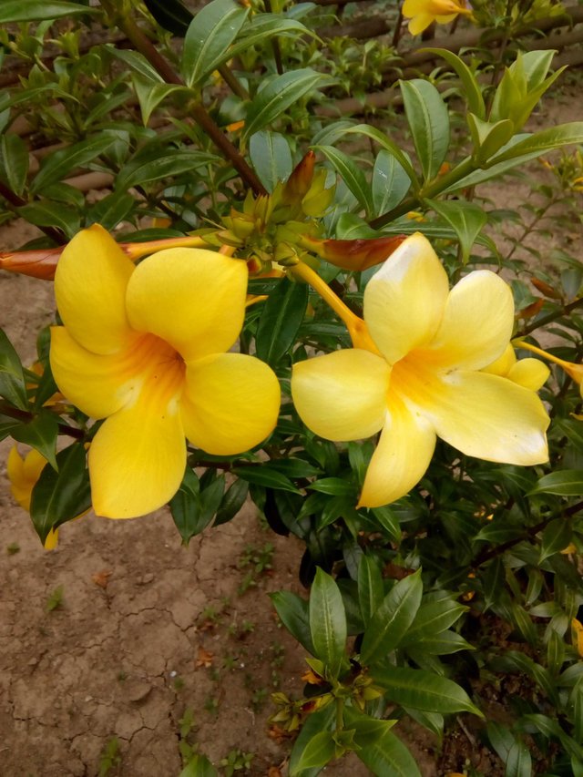Detail Bunga Jasmine Kuning Nomer 10
