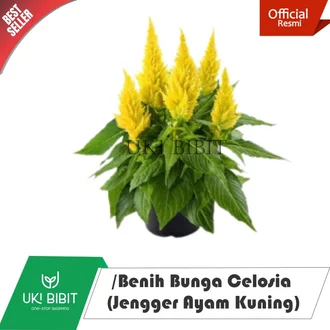 Detail Bunga Jengger Ayam Ungu Nomer 33