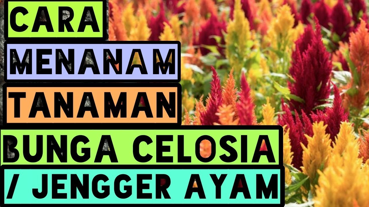 Detail Bunga Jengger Ayam Warna Putih Nomer 27