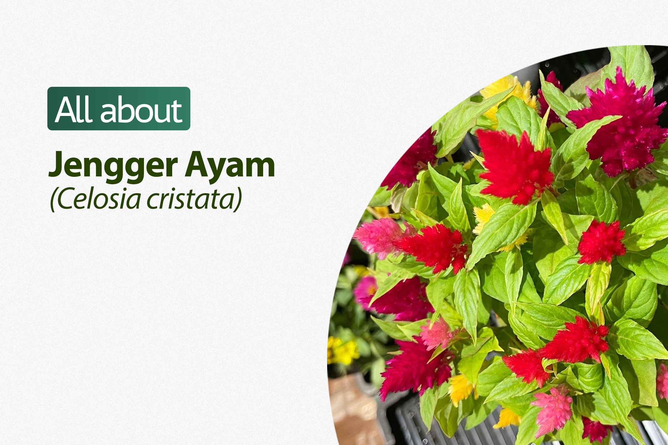 Detail Bunga Jengger Ayam Warna Putih Nomer 44