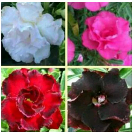 Detail Bunga Jepun Hitam Nomer 49