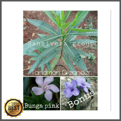 Detail Bunga Jepun Oleander Nomer 18