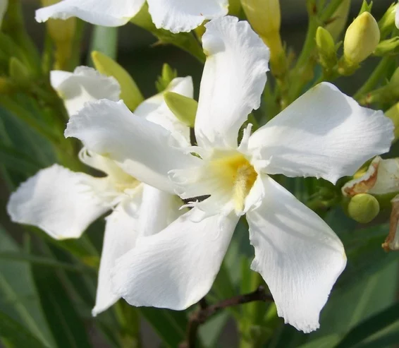 Detail Bunga Jepun Oleander Nomer 23