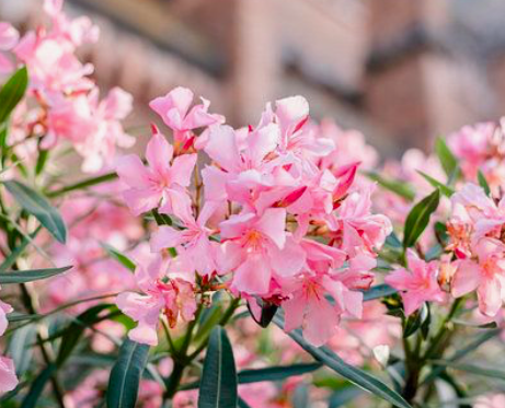 Detail Bunga Jepun Oleander Nomer 49