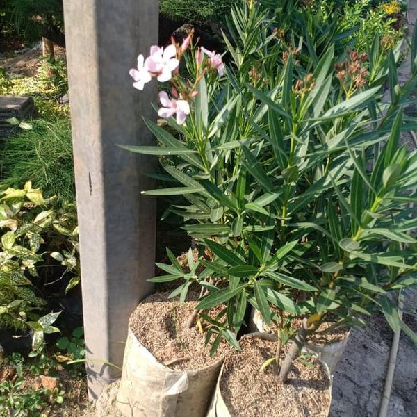 Detail Bunga Jepun Oleander Nomer 54