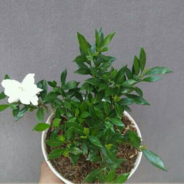 Detail Bunga Kaca Piring Nomer 14