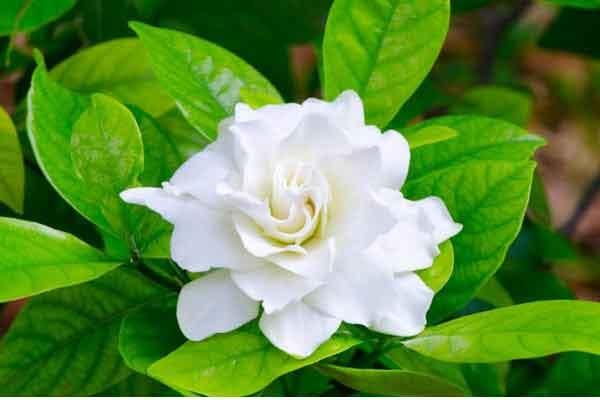Detail Bunga Kaca Piring Nomer 15