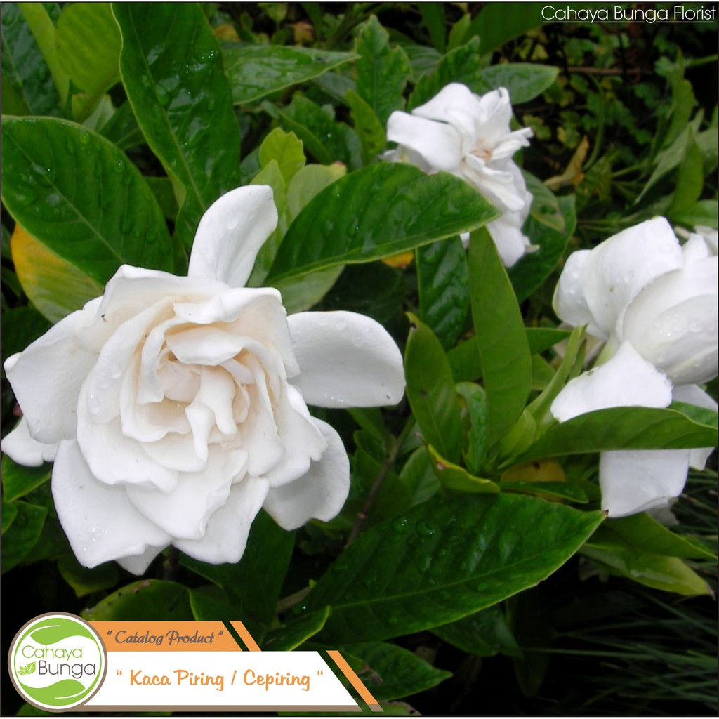Detail Bunga Kaca Piring Nomer 16