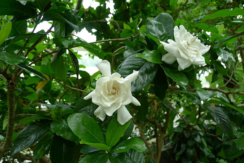 Detail Bunga Kaca Piring Nomer 23