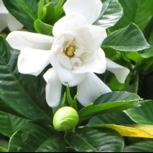 Detail Bunga Kaca Piring Nomer 27