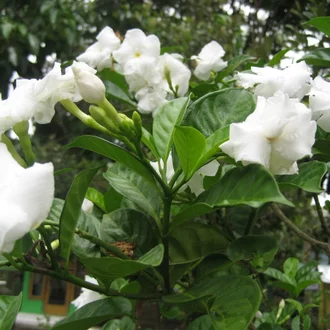 Detail Bunga Kaca Piring Nomer 31