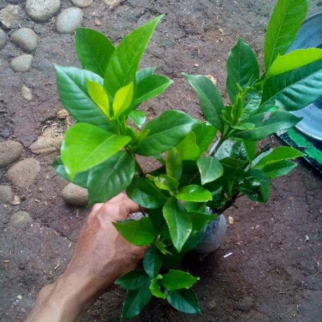 Detail Bunga Kaca Piring Nomer 34