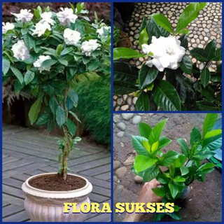 Detail Bunga Kaca Piring Nomer 45