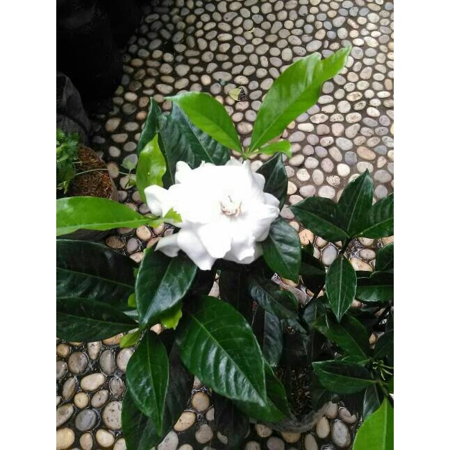 Detail Bunga Kaca Piring Nomer 6