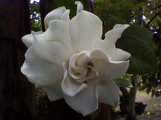 Detail Bunga Kaca Piring Nomer 48