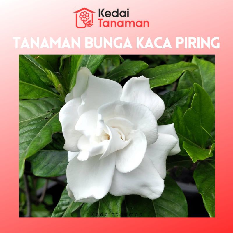 Detail Bunga Kaca Piring Nomer 51