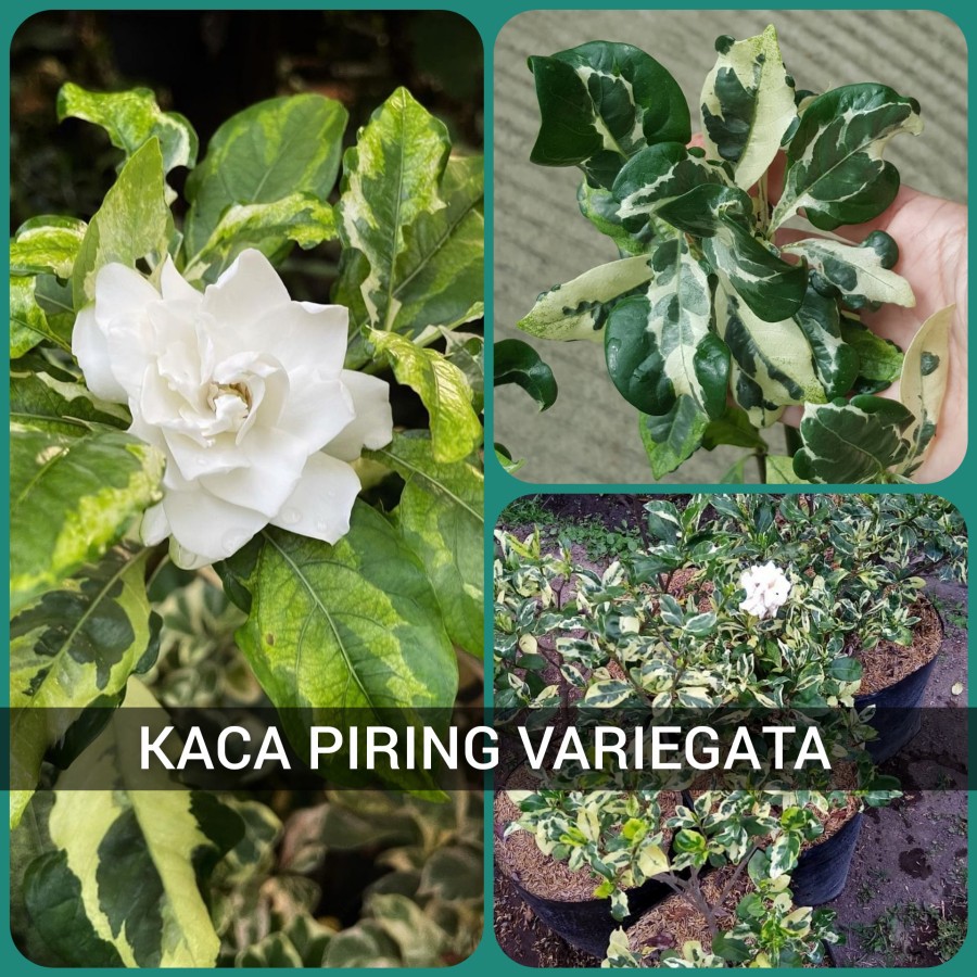 Detail Bunga Kaca Piring Nomer 53