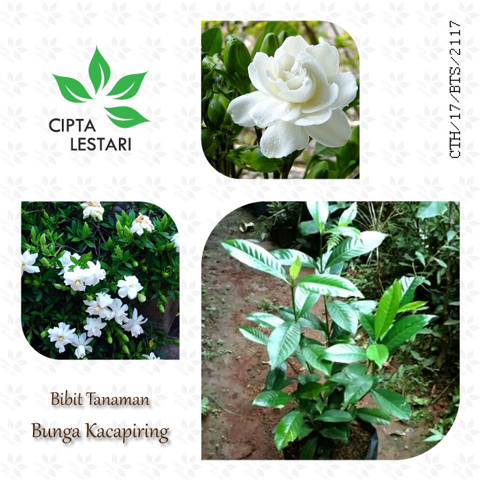 Detail Bunga Kaca Piring Nomer 54