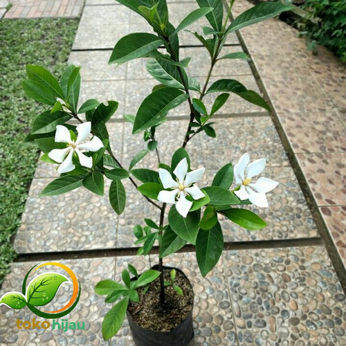 Detail Bunga Kaca Piring Nomer 55