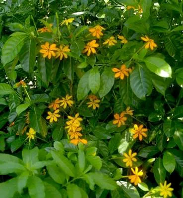 Detail Bunga Kaca Piring Kuning Nomer 3