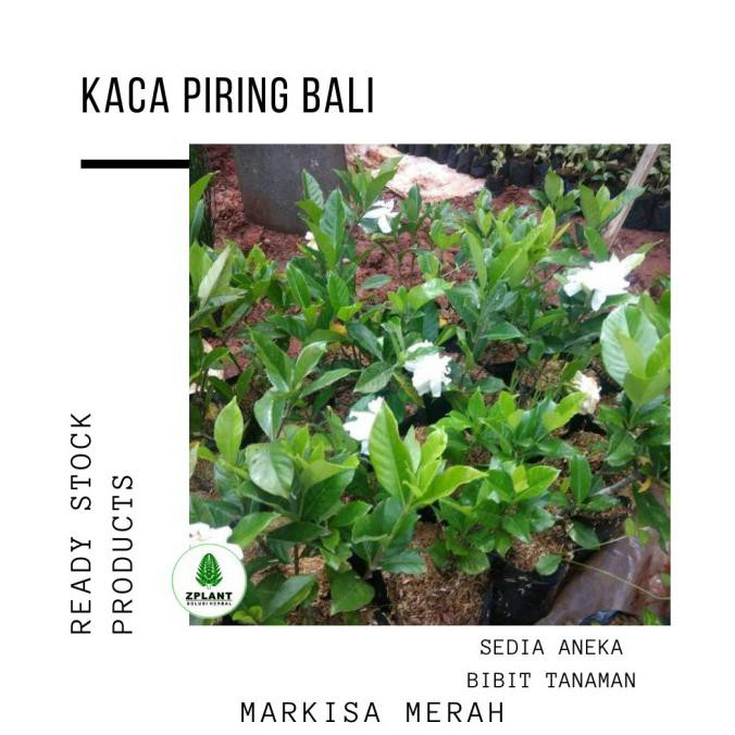 Detail Bunga Kaca Piring Merah Nomer 36