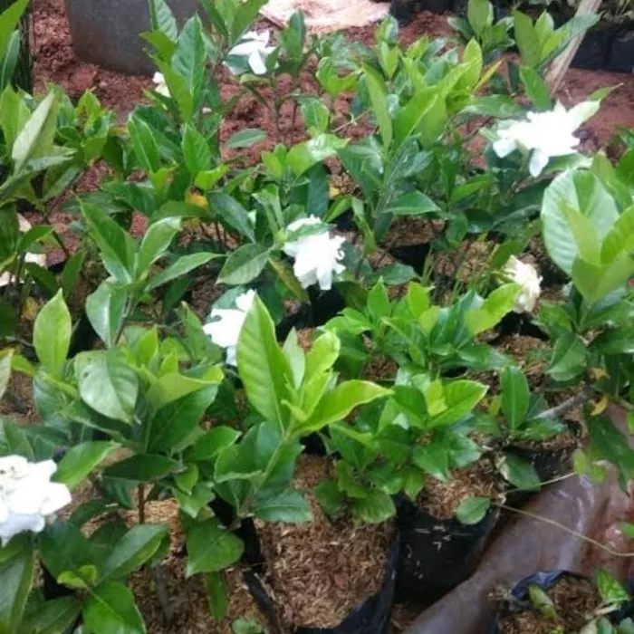 Detail Bunga Kaca Piring Ungu Nomer 48