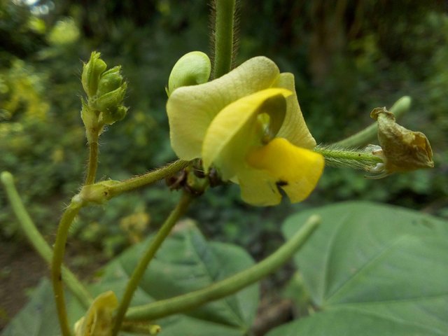 Detail Bunga Kacang Hijau Nomer 3