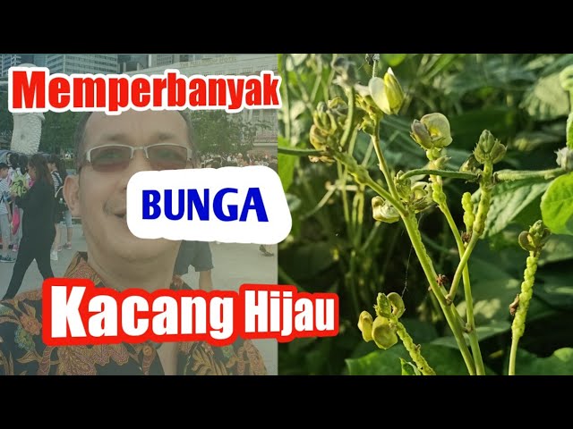 Detail Bunga Kacang Hijau Nomer 21