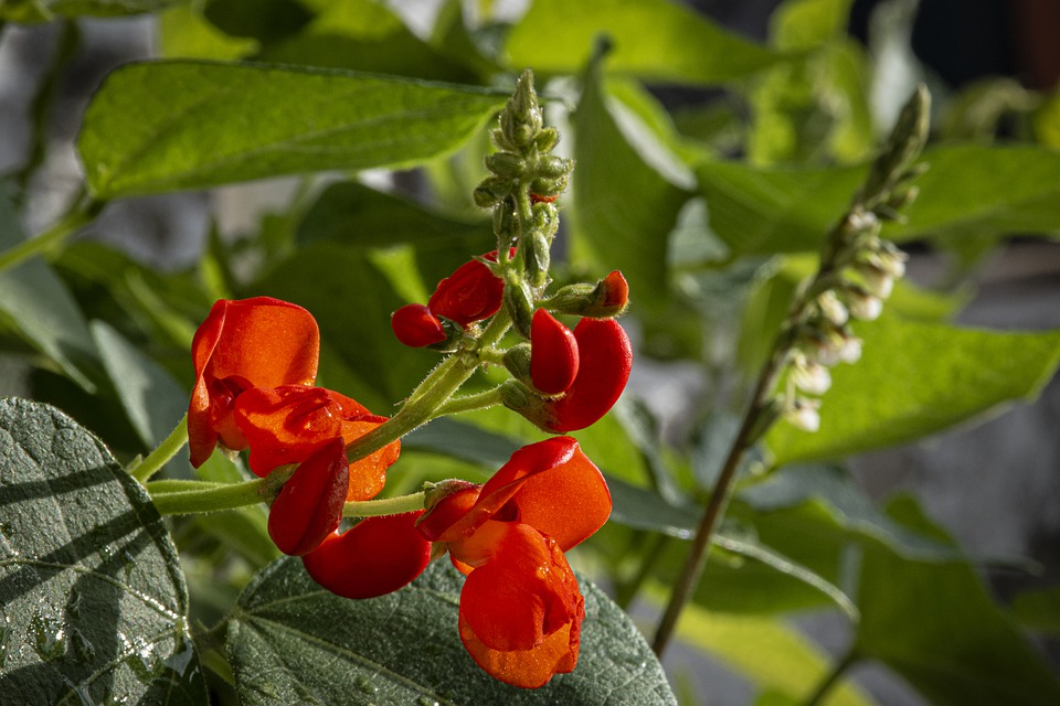 Detail Bunga Kacang Hijau Nomer 36