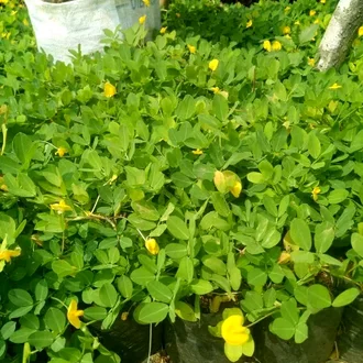 Detail Bunga Kacang Kacangan Nomer 40