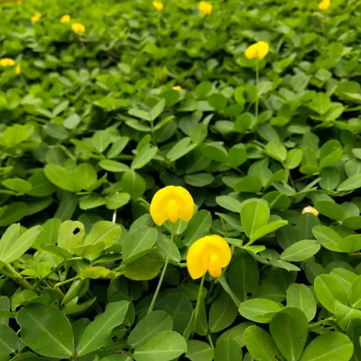 Detail Bunga Kacang Kacangan Nomer 45