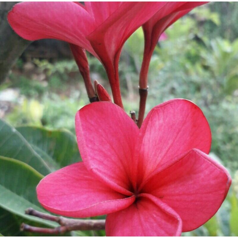 Detail Bunga Kamboja Bali Merah Nomer 6