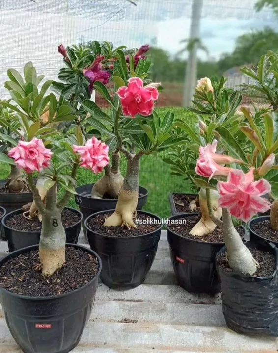 Detail Bunga Kamboja Hias Nomer 10