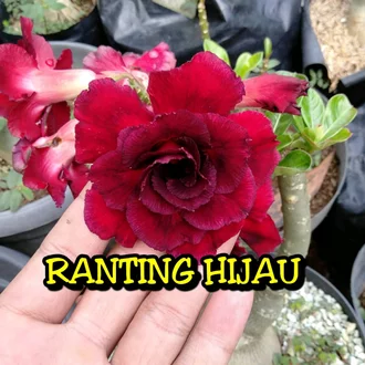 Detail Bunga Kamboja Hias Nomer 56