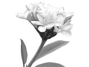 Detail Bunga Kamboja Hitam Putih Nomer 4