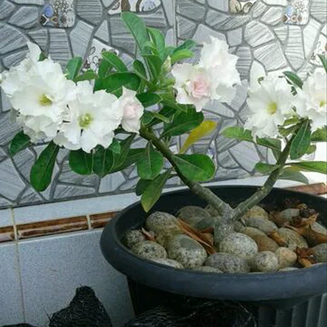 Detail Bunga Kamboja Putih Polos Nomer 16
