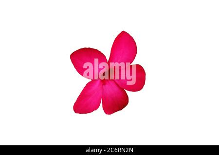 Detail Bunga Kamboja Vector Nomer 30