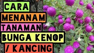 Detail Bunga Kancing Kuning Nomer 54