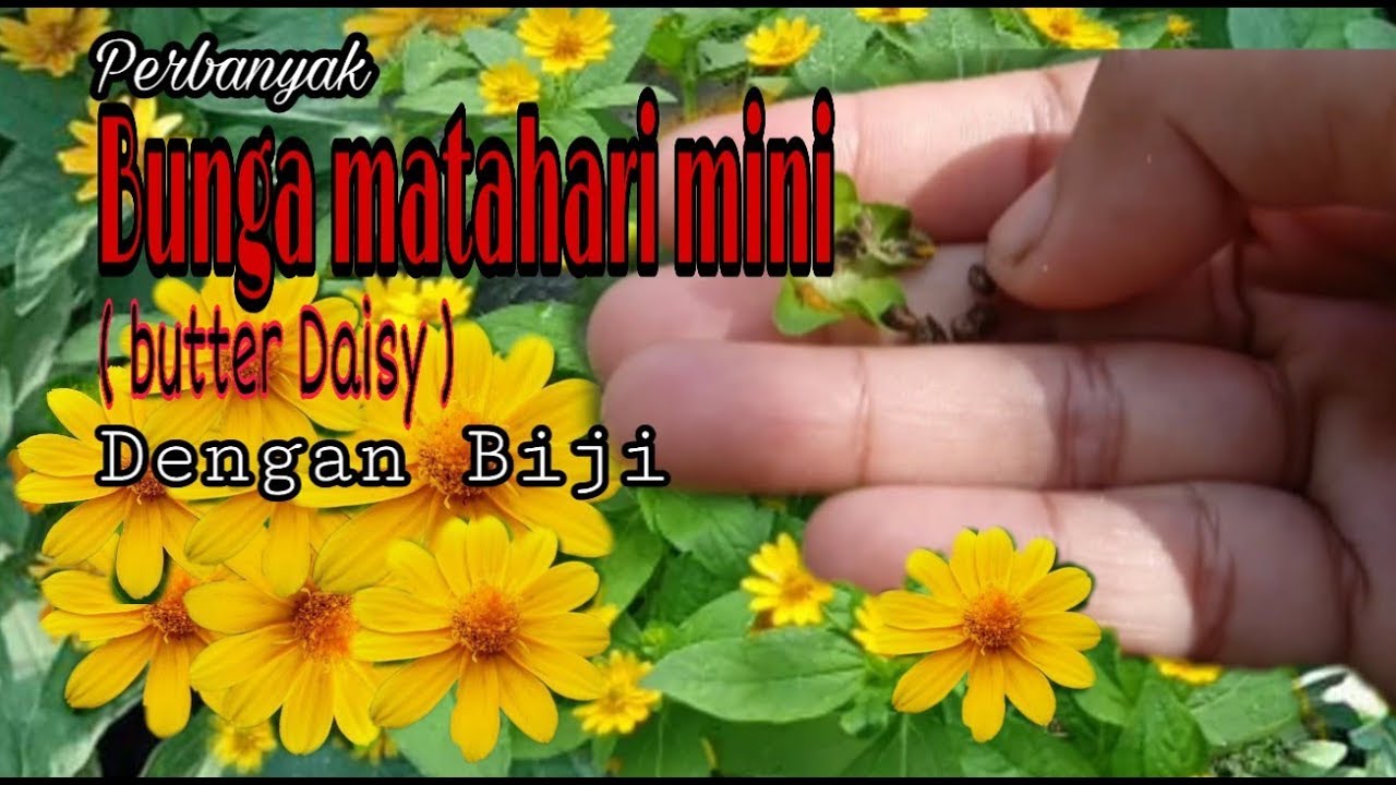 Detail Bunga Kancing Kuning Nomer 10