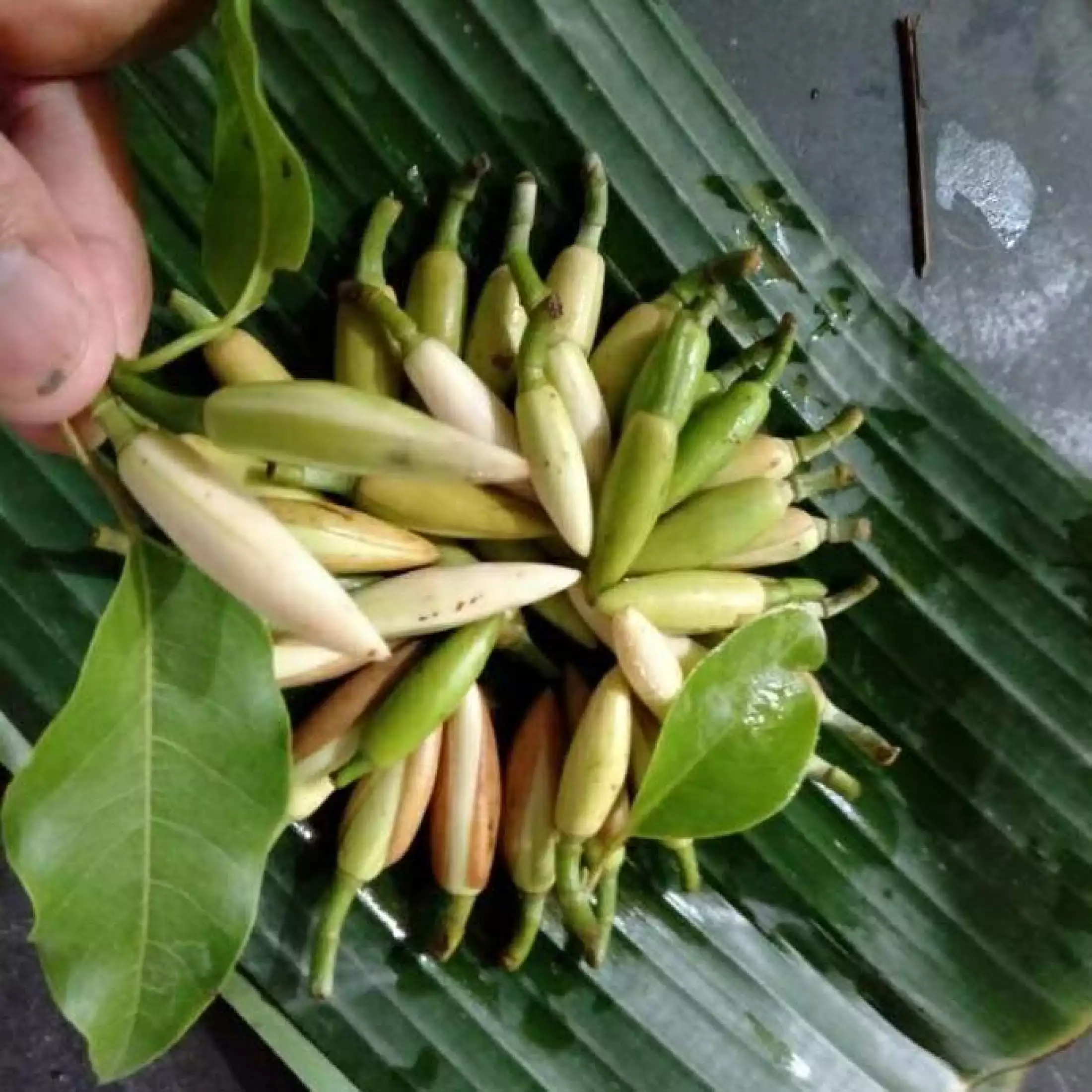 Detail Bunga Kantil Kuncup Nomer 26