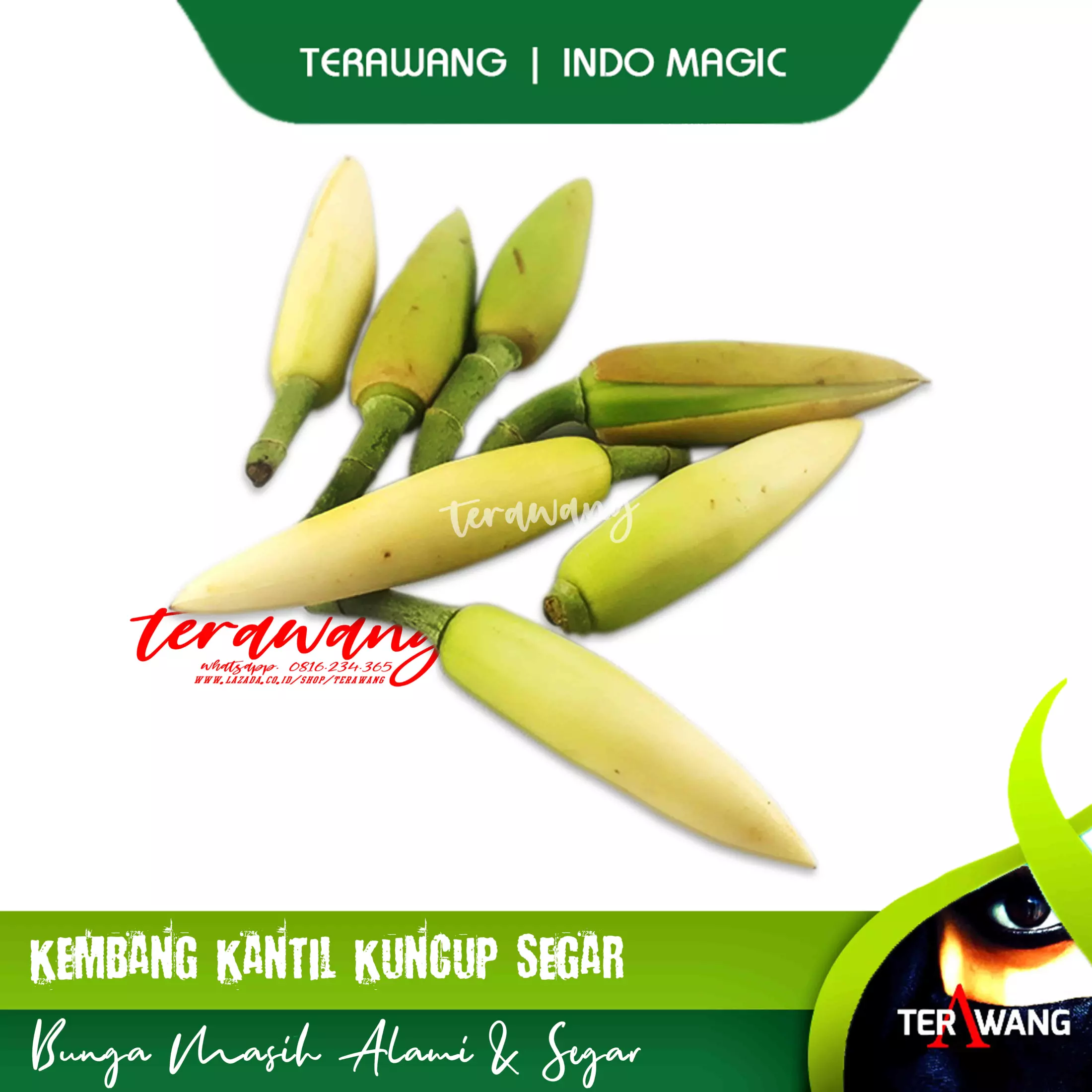 Detail Bunga Kantil Kuncup Nomer 45